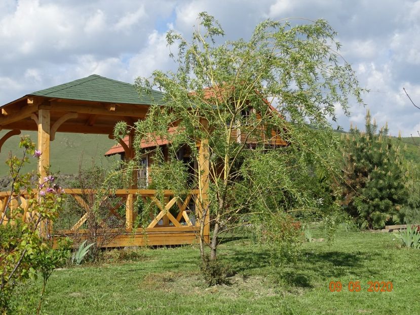 salix babylonica - Dobarland 2020 2