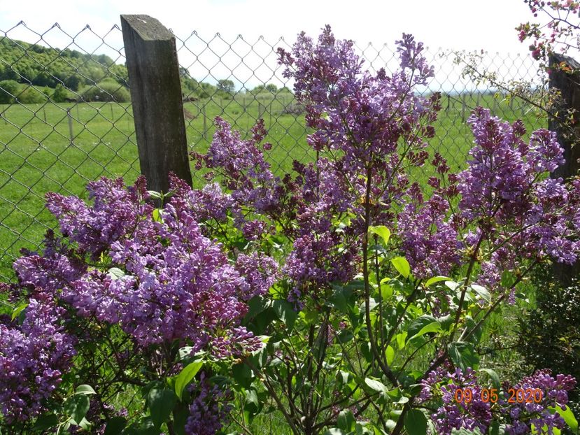 syringa Marechal Foch - Dobarland 2020 2