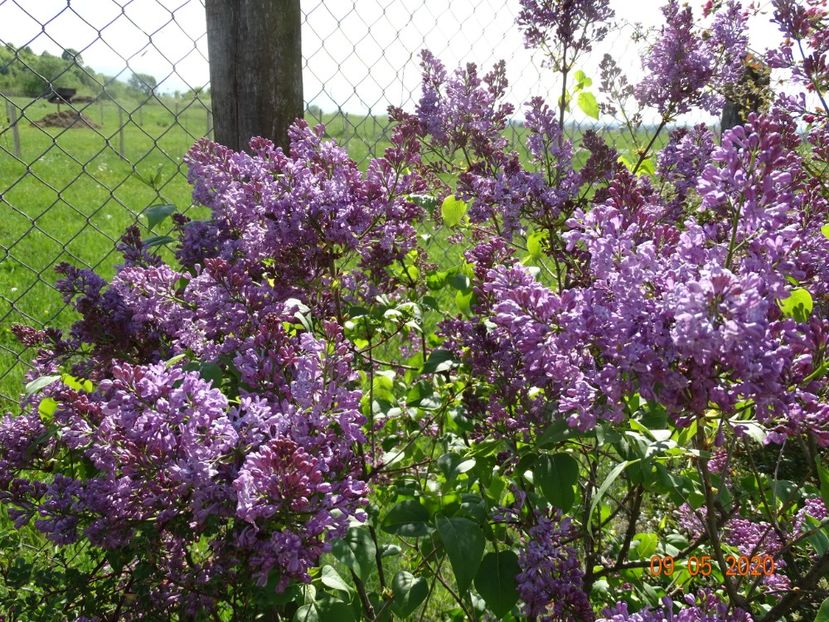 syringa Marechal Foch - Dobarland 2020 2