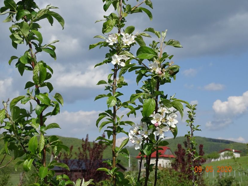 malus Red Sentinel - Dobarland 2020 2