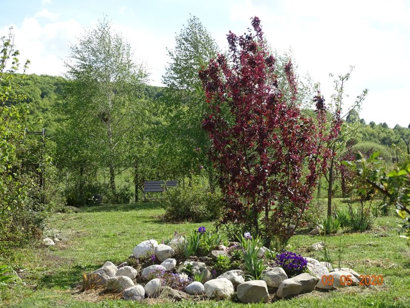 malus Royalty - Dobarland 2020 2