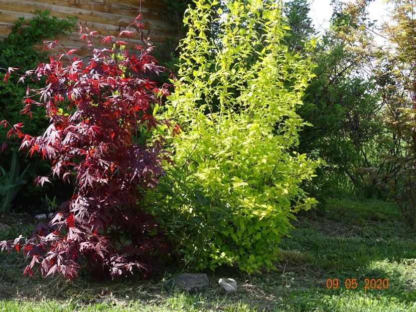 acer palm. Trompenburg si philadelphus Aureus - Dobarland 2020 2