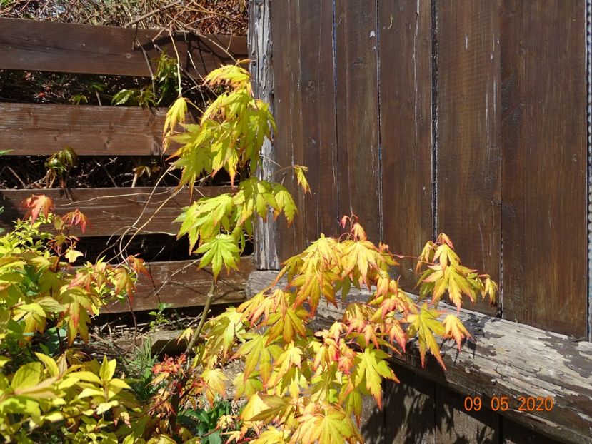acer palmatum Orange Dream - Dobarland 2020 2