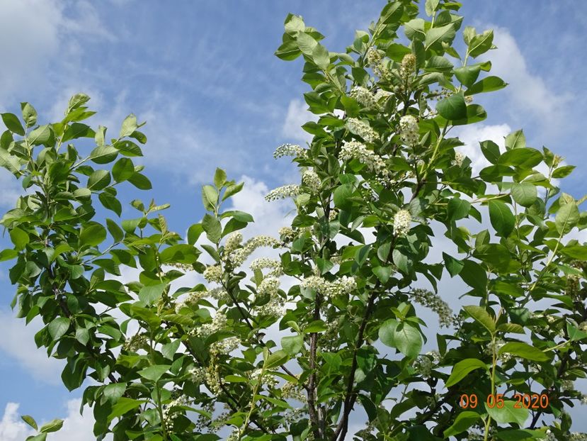 prunus virginiana Schubert - Dobarland 2020 2