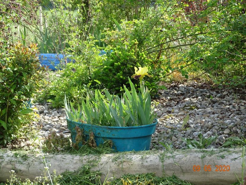 iris pumila Watercolour - Dobarland 2020 2