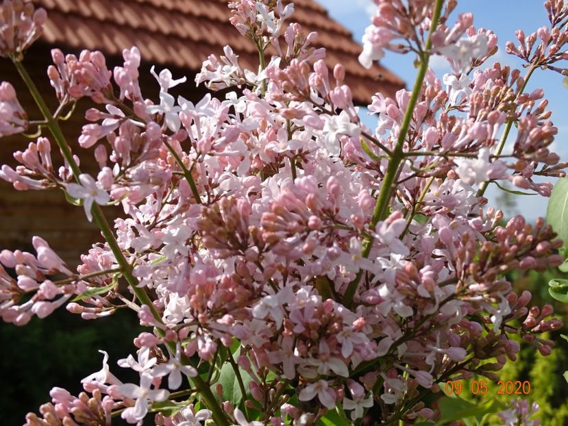 syringa California Rose - Dobarland 2020 2