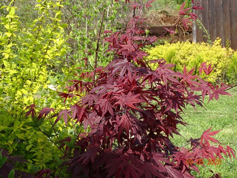 acer palmatum Trompenburg - Dobarland 2020 2