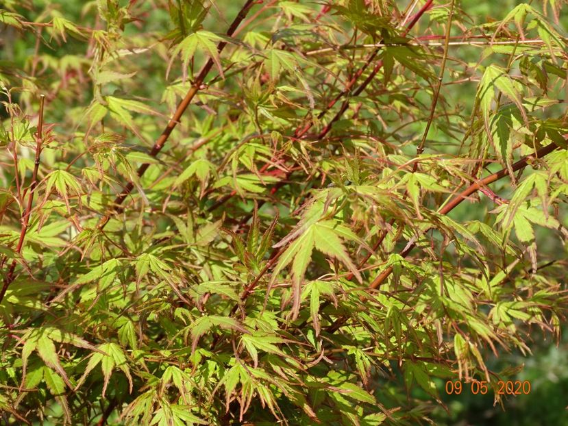 acer palmatum - Dobarland 2020 2