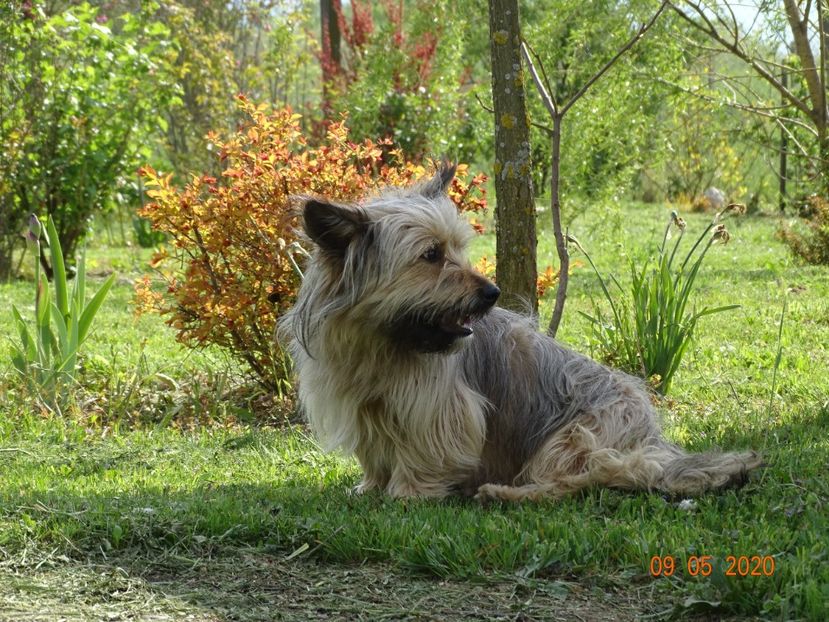 catel pe fundal de spiraea Firelight - Dobarland 2020 2