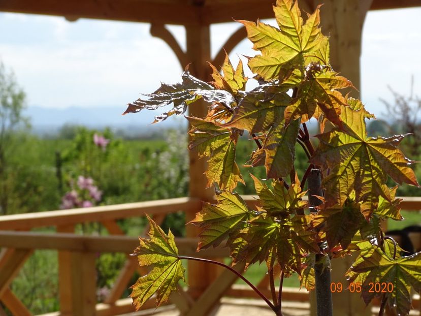 acer pseudoplatanus - Dobarland 2020 2