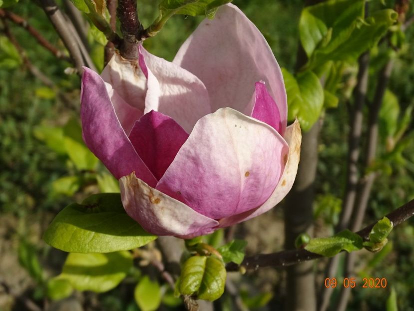 magnolia Rustica Rubra - Dobarland 2020 2