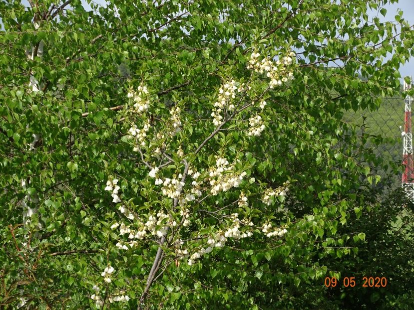 halesia carolina - Dobarland 2020 2