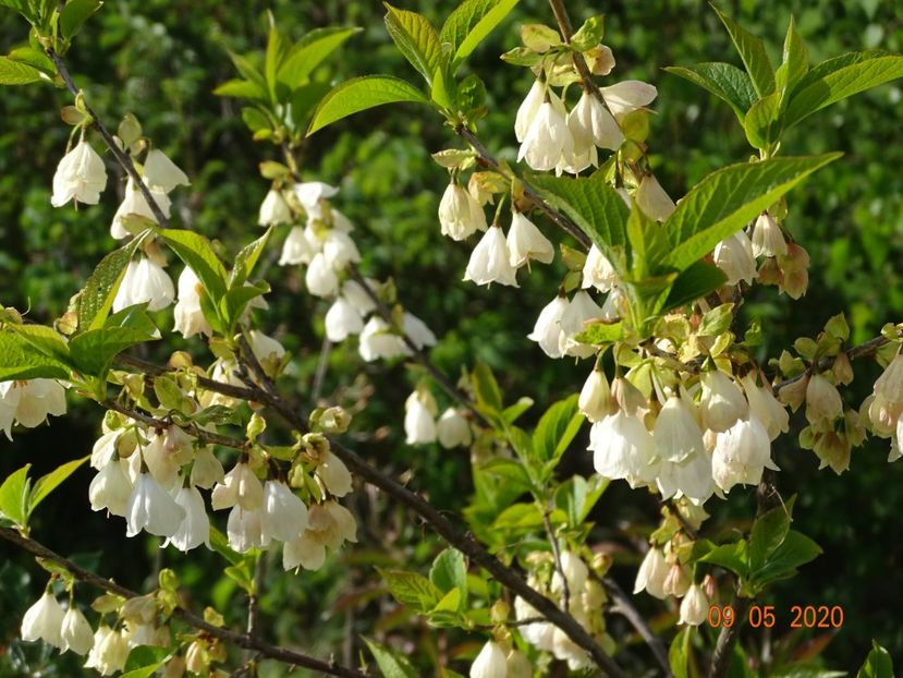 halesia carolina - Dobarland 2020 2