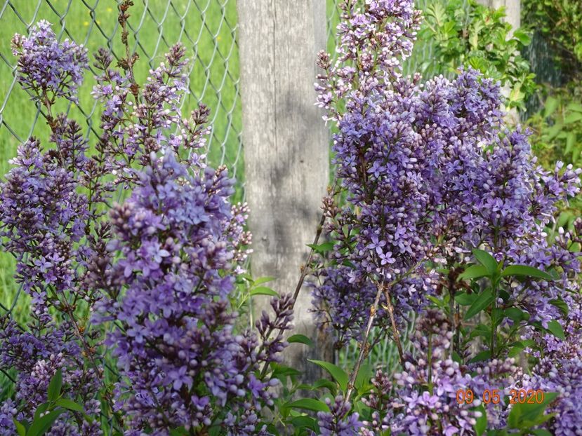 syringa chinensis - Dobarland 2020 2