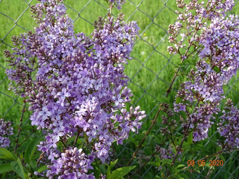syringa chinensis - Dobarland 2020 2