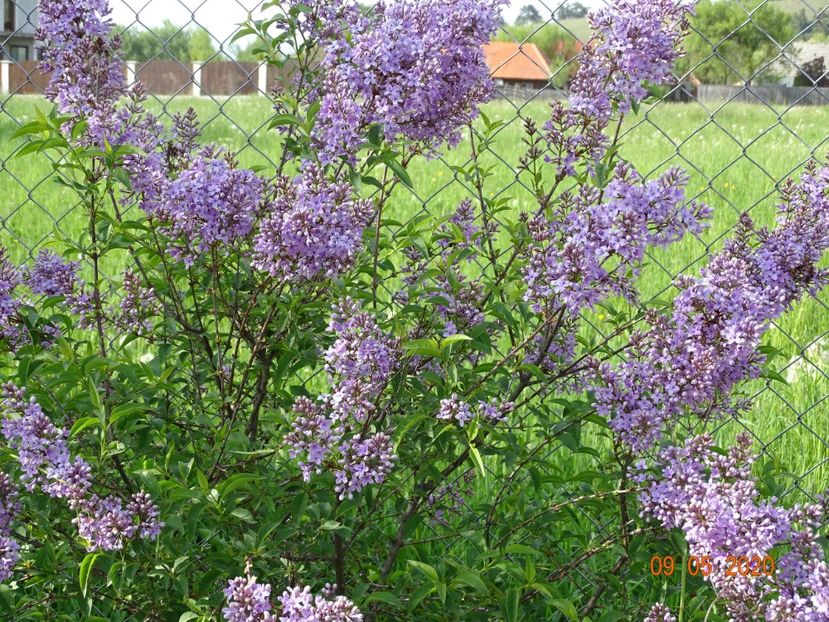 syringa chinensis - Dobarland 2020 2