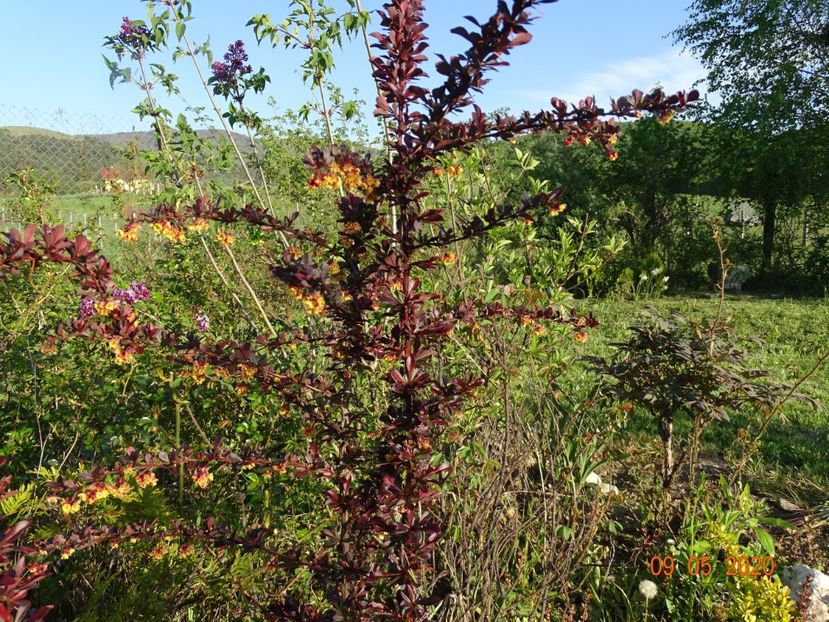 berberis Carmen - Dobarland 2020 2
