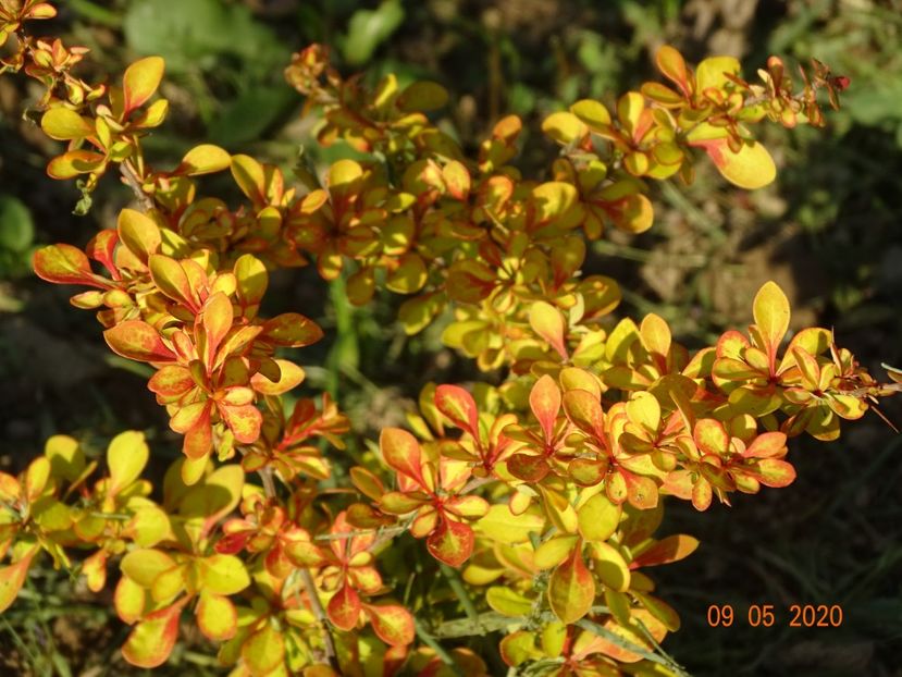 berberis Diabolicum - Dobarland 2020 2