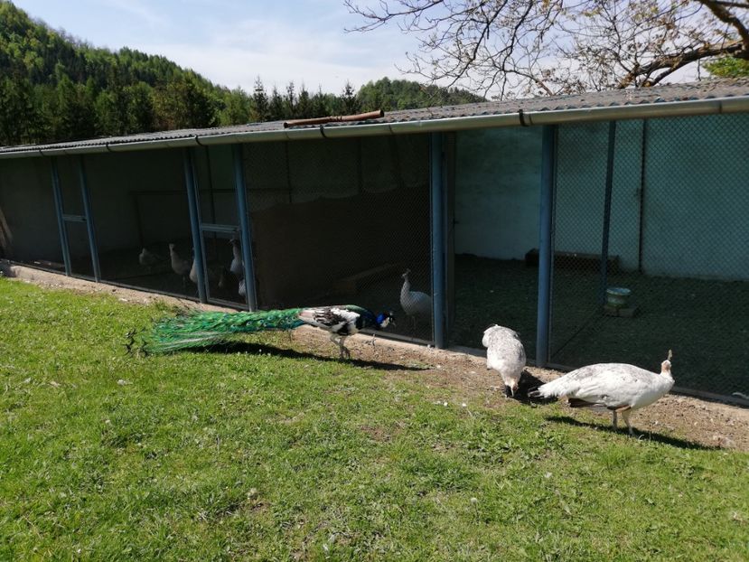  - Păuni aripă neagră arlechin 2020
