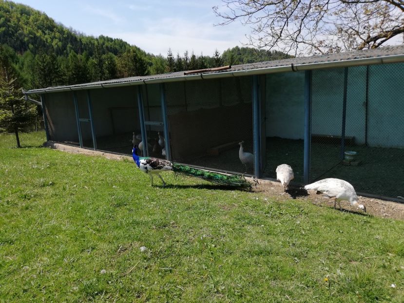  - Păuni aripă neagră arlechin 2020
