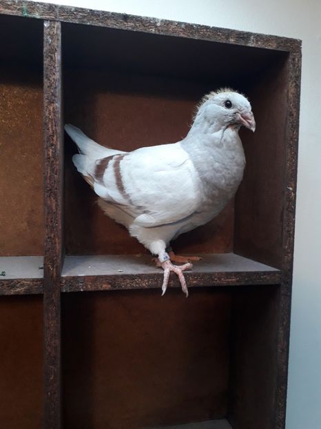 Fem.Argintie - Pui2020