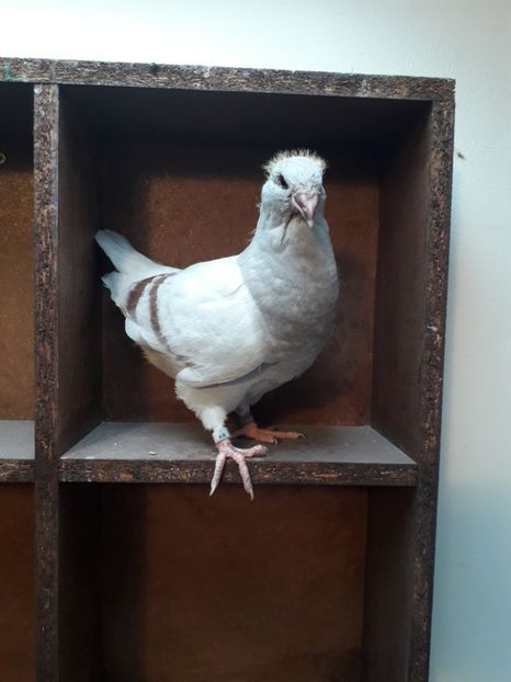 Fem.Argintie - Pui2020