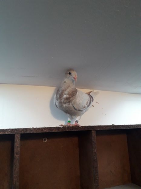 Masc.Bujor - Pui2020