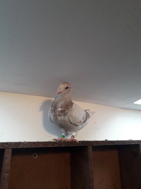 Masc.Bujor - Pui2020