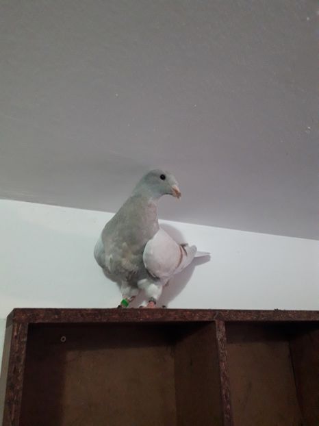 Fem.Argintie - Pui2020