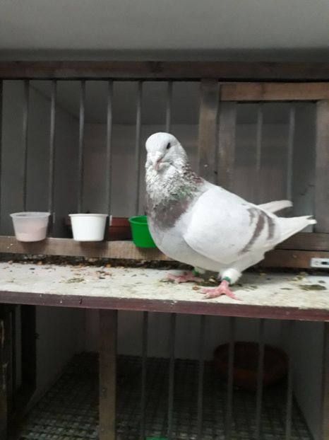 Masc.2019 - Câțiva dintre porumbeii mei