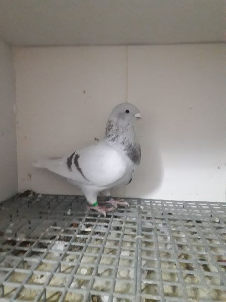 Masc.2019 - Câțiva dintre porumbeii mei