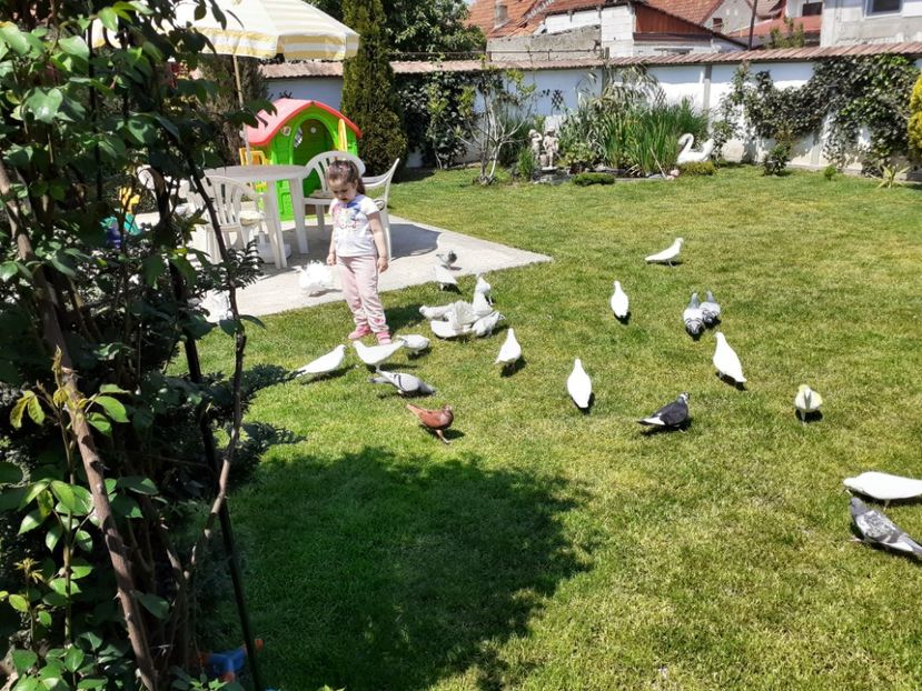  - Porumbei la grămadă în 2020