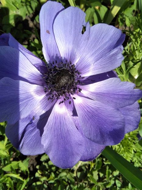 anemona - Gradina primăvara 2020