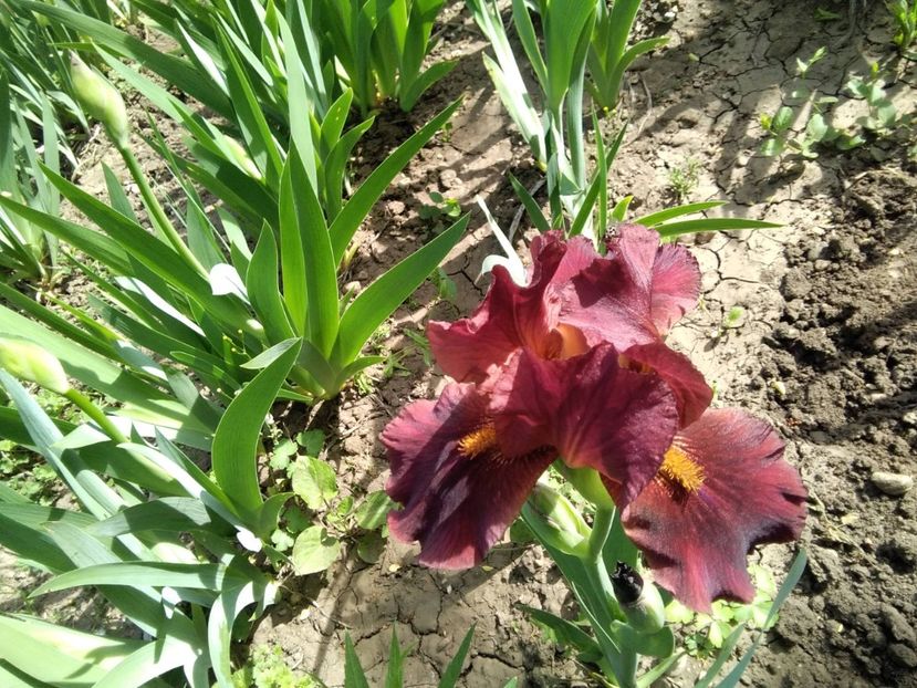 red zinger - Iris 2020