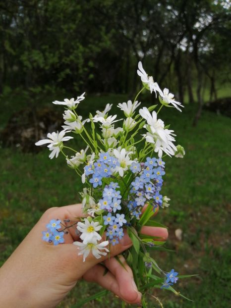  - Florile primaverii