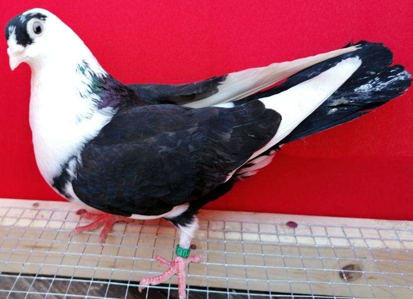 F 2019_15363 - arhiva_porumbei dragi mie