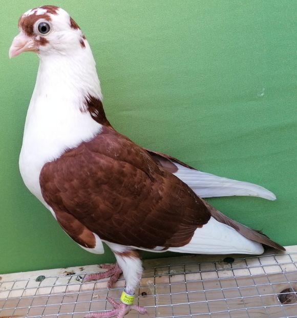  - arhiva_porumbei dragi mie