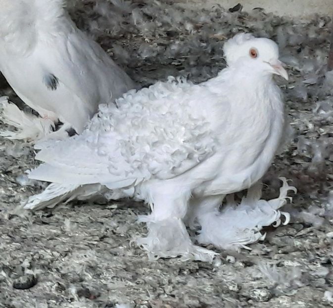  - CREȚI FRANCEZII ALBI