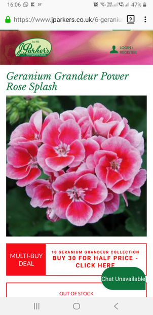Geranium Grandeur Power Rose Splash - Dorinte