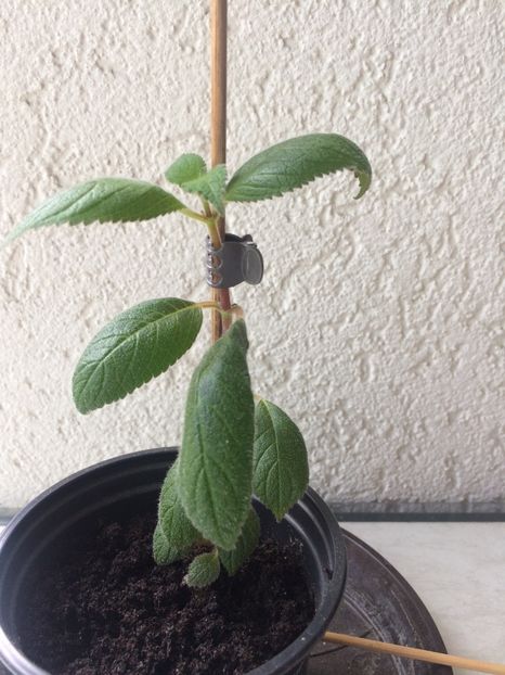 10.05.2020 - Achi Identificare răsturnați