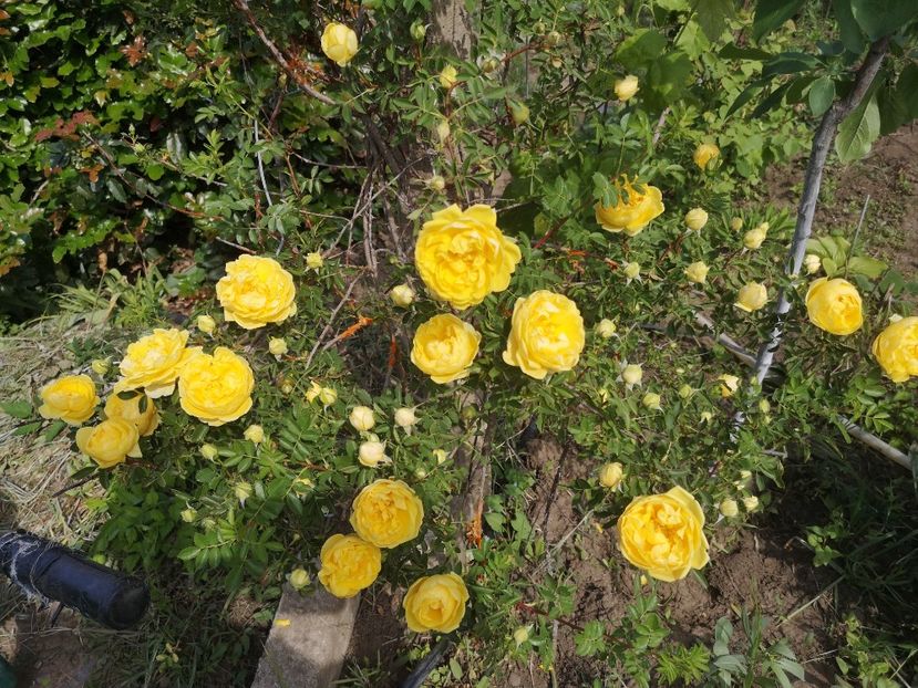 Persian Yellow - trandafiri 2020
