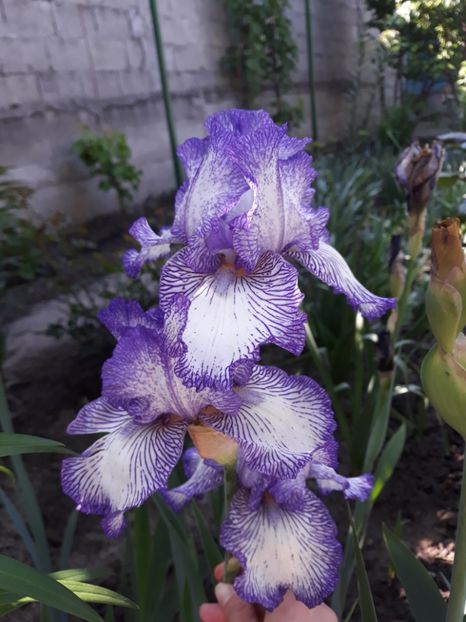 Rare Edition - Irisi 2020