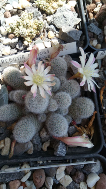 10.05.2020 - Rebutia heliosa cv sunrise