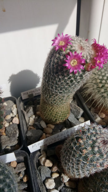 10.05.2020 - Mammillaria matudae