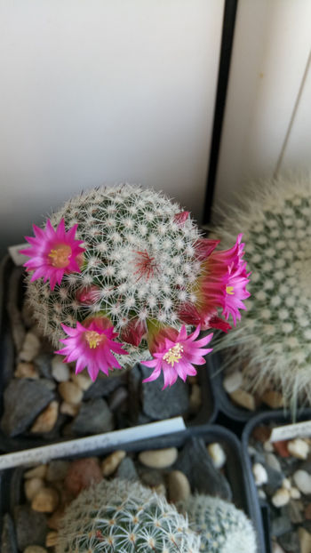 10.05.2020 - Mammillaria matudae