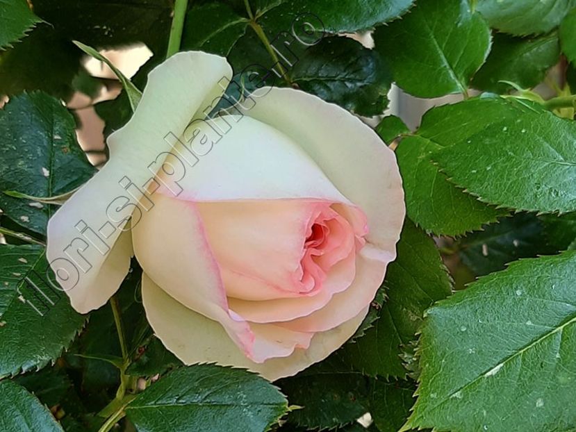 Trandafir - Flori gradina