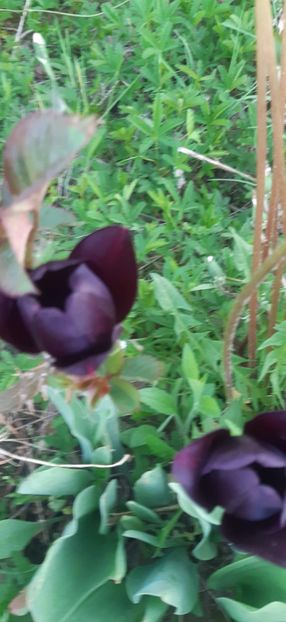 received_251844206004922 - ANUL 2020