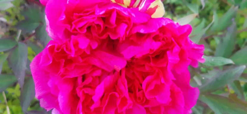 received_374812403435715 - ANUL 2020