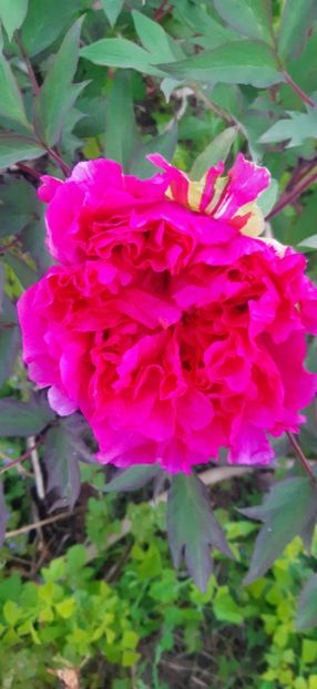 received_170858520826300 - ANUL 2020