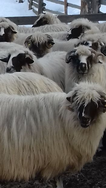  - Breze de Petrosani